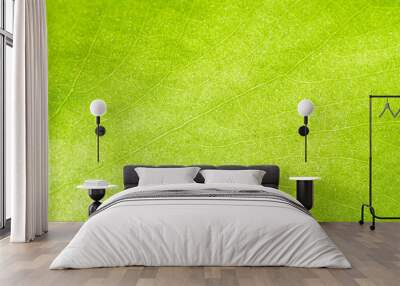 green-yellow leaf texture Wall mural