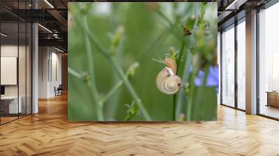 Banded snail, Cepaea nemoralis on cornflowers with delicate bokheh Wall mural