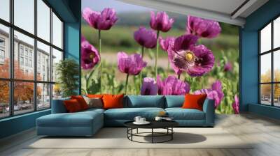 Cultivation of pink poppy (Papaver somniferum) for oil extraction Wall mural