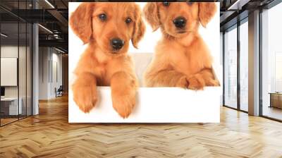 Golden Irish puppies Wall mural