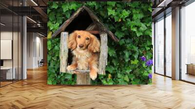 Mailbox puppy Wall mural