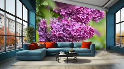 Lilac in rain Wall mural