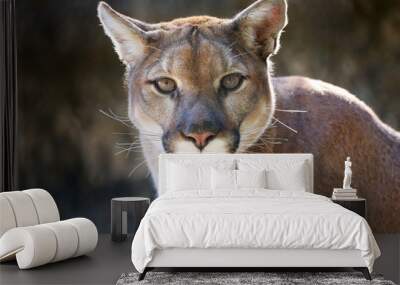 Mountain Lion In Natural Setting Wall mural