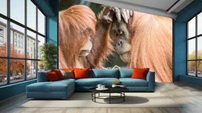 Two orangutans are caught in an intimate moment where they are gently touching each others faces in a comforting manner. Wall mural