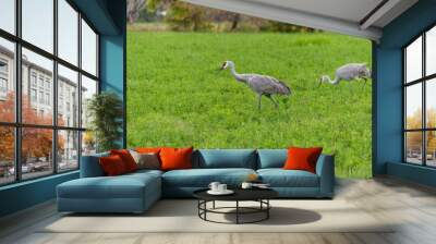 Two Sandhill Cranes Feeding In The Field In Fall Wall mural