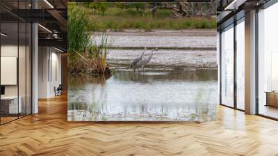 Two Sandhill Cranes Feeding On The River In Fall Wall mural