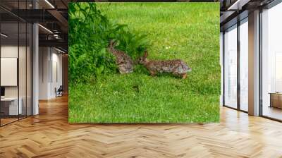 Two WIld Cottontail Rabbits Playing In The Grass In Summer Wall mural