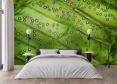 Microscopic preparation, tissue plant Wall mural