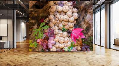 Common Puffball Mushroom (Lycoperdon perlatum) Wall mural