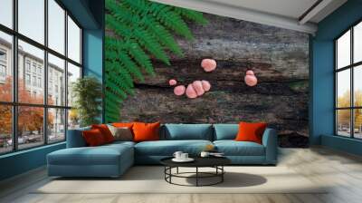 Pink slime mold (Lycogala epidendrum) growing on a log Wall mural