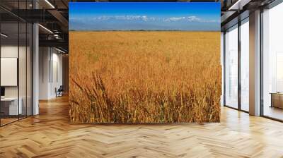 wheat Wall mural