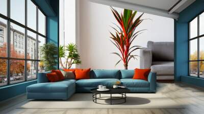 red-edged dracaena plant minimal modern pot living room with floral design indoor Dracaena marginata in a stylish home interior Wall mural