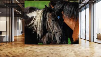 Portrait of a dark brown horse grazing on an sunny summer day Wall mural