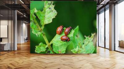 Three Colorado potato beetle larvae - Leptinotarsa decemlineata, eating from the leaf of a potato plant Wall mural