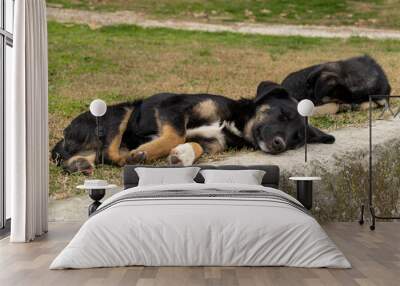 Two happy wild black dogs sleeping on the grass and enjoying warm weather outdoor. Wall mural