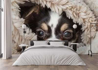 Portrait of cute chihuahua puppy lying under fluffy blanket Wall mural