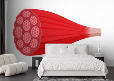 Cross-section of muscle vector illustration ( red muscle ) Wall mural