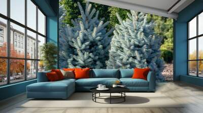 Beautiful young Colorado blue spruce growing on plantation, natural Christmas tree for Christmas holidays Wall mural