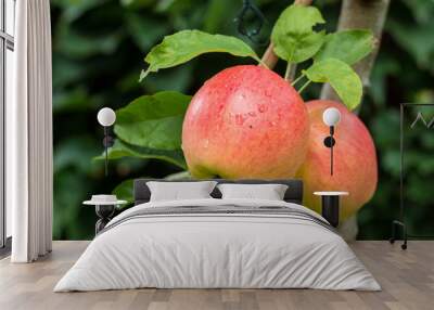 Big red ripe apples on the apple tree, ready to harvest Wall mural