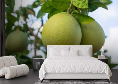 Big round pomelo citrus fruits hanging on trees on pomelo plantations Wall mural