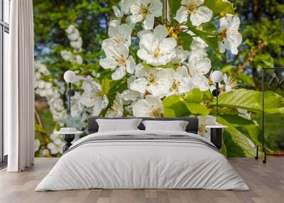 Cherry tree blossom, spring season in fruit orchards in Haspengouw agricultural region in Belgium, close up Wall mural