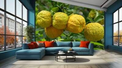 Citrus fruits of sour orange bergamot riping on thee Wall mural