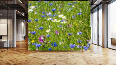 Colorful summer meadow with wild flowers Wall mural