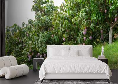 Cultivation of exotic sweet fruit mango in subtropical Malaga-Granada tropical coast region, Andalusia, Spain, plantations of mango trees Wall mural