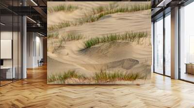 Desert nature landscapes in national park De Loonse en Drunense Duinen, North Brabant, Netherlands Wall mural