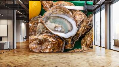 Eating of fresh big raw fine de claires vertes green french oysters from Marennes-Oleron Wall mural