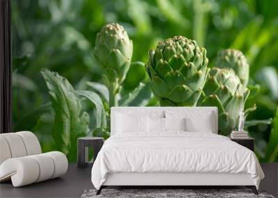 Farm field with green artichoke plants with ripe flower heads ready to new harvest Wall mural