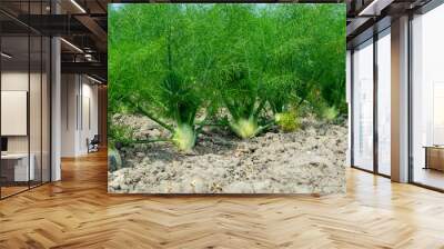 Farm field with growing green annual Florence Fennel bulbing plants. Foeniculum vulgare azoricum. Wall mural