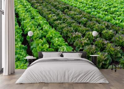 Farmers field with growing in rows green organic lettuce leaf vegetables Wall mural