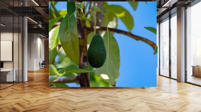 Green ripe avocados fruits hanging on avocado trees plantation Wall mural