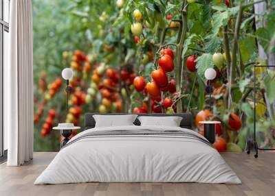 Growing of red salad or sauce tomatoes on greenhouse plantations in Fondi, Lazio, agriculture in Italy Wall mural