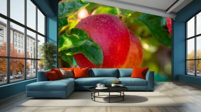 Harvesting apples in garden, autumn harvest season in fruit orchards Wall mural