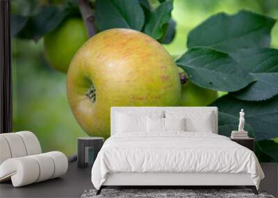 New harvest of healthy fruits, ripe sweet green apples growing on apple tree Wall mural