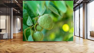 Plantations of cherimoya custard apple fruits in Granada-Malaga Tropical Coast region, Andalusia, Spain, green cherimoya growing on tree Wall mural