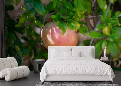 Pomegranate tree with sweet ripe fruits ready to harvest Wall mural