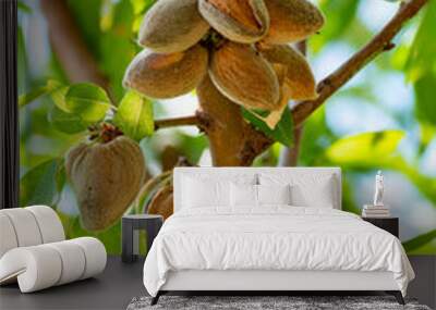 Ripe almond nuts on tree ready for harvest Wall mural