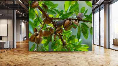 Ripe almond nuts on tree ready for harvest Wall mural