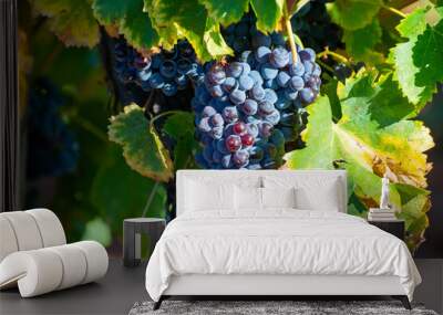 Ripe black or blue syrah wine grapes using for making rose or red wine ready to harvest on vineyards in Cotes  de Provence, region Provence, south of France Wall mural