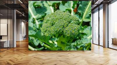 Ripe fresh head of green organic broccoli cabbage ready for harvest, close up, bio farming, vegetarian food Wall mural