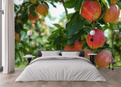 Ripe red organic apples on the tree Wall mural