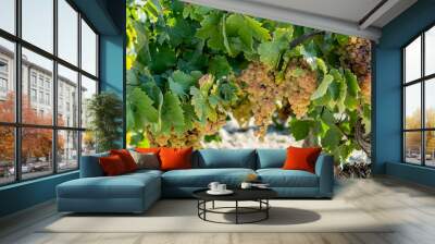 Ripe white grape growing on special soil in Andalusia, Spain, sweet pedro ximenez or muscat, or palomino grape ready to harvest, used for production of jerez, sherry sweet and dry wines Wall mural