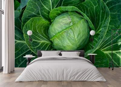 White cabbage head growing in garden Wall mural