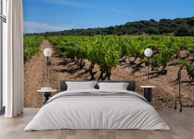 Winemaking in  department Var in  Provence-Alpes-Cote d'Azur region of Southeastern France, vineyards in July with young green grapes near Saint-Tropez, cotes de Provence wine. Wall mural