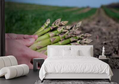 Worker's hands with bunch of fresh green asparagus sprouts growing on bio farm field in Limburg, Belgium, new harvest Wall mural