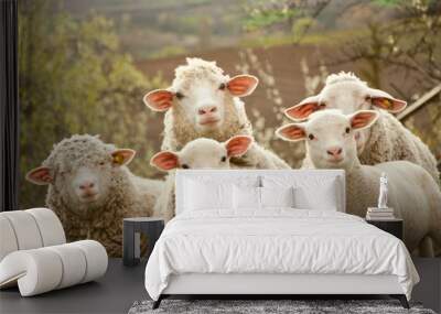 Sheep on pasture Wall mural