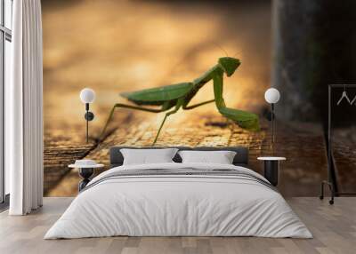 closeup of praying mantis on a wooden table with red sunset light Wall mural